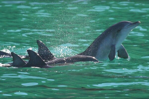 Zanzibar Dolphins