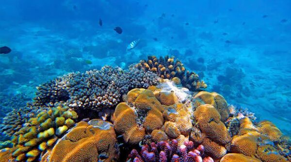Coral Reef at Mnemba Atoll